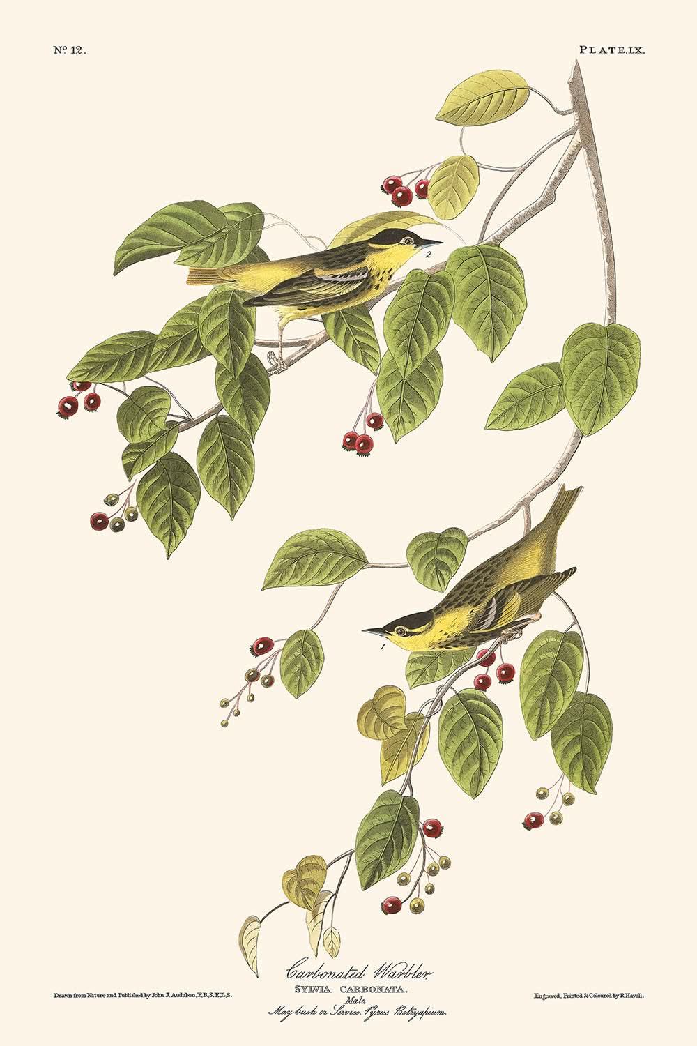 Fauvette carbonatée par John James Audubon, 1827