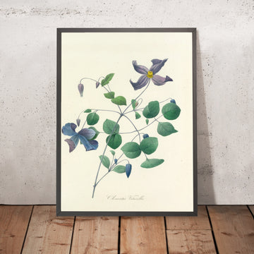 A framed image of Italian Clematis (Clematis viticella, Plate 25) by Pierre Joseph Redouté, 1827