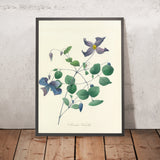 Italian Clematis (Clematis viticella, Plate 25) by Pierre Joseph Redouté, 1827