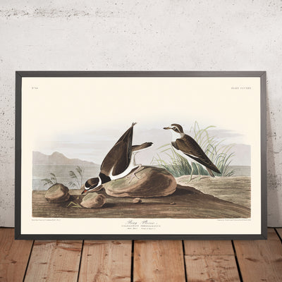 A framed image of Ring Plover by John James Audubon 1827