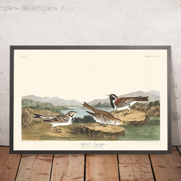 Lappland-Langzeisig von John James Audubon, 1827 