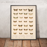 Insecta Lepidoptera-Heterocera (Plate 56) by Frederick DuCane Godman, 1879