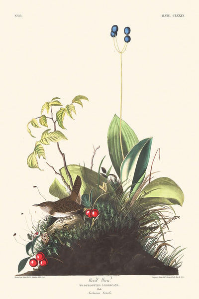 Cucarachero de John James Audubon, 1827