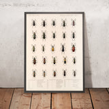 Beetles (Coleoptera, Plate 110) by Frederick DuCane Godman, 1879