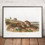 Cotton Rat (Arvicola hispidus) by John Woodhouse Audubon, 1845