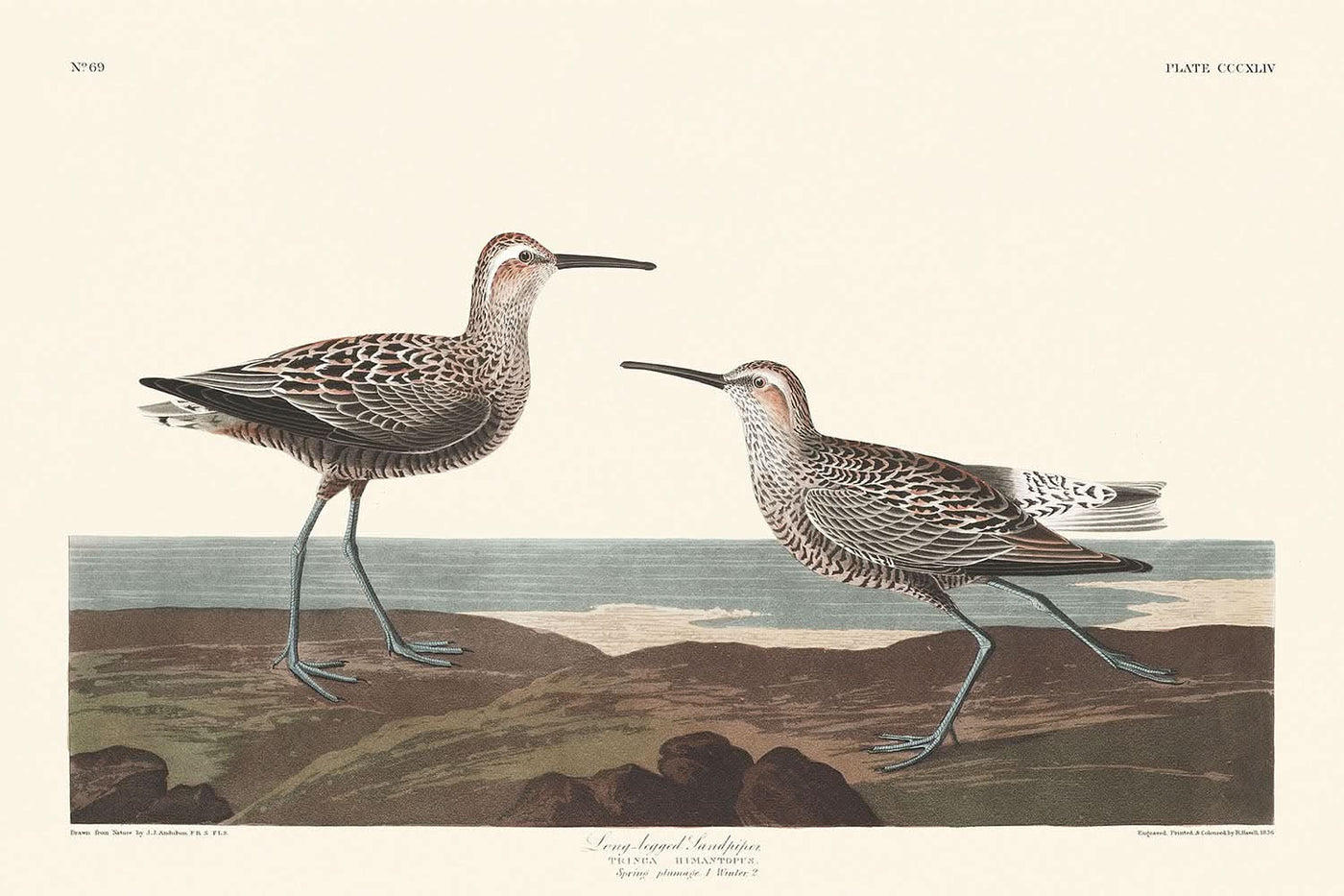 Sumpfläufer von John James Audubon, 1827