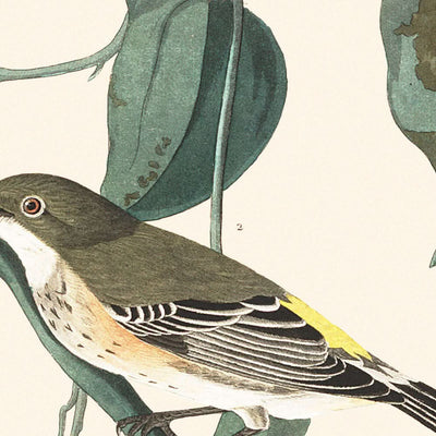 Yellow-crown Warbler by John James Audubon, 1827