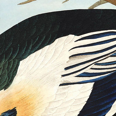 Westliche Ente von John James Audubon, 1827 