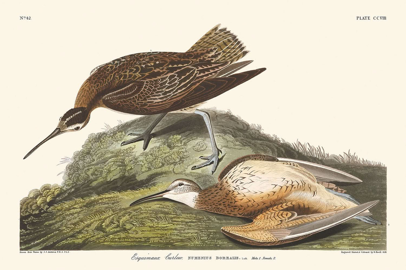 Zarapito esquimal, de John James Audubon, 1827