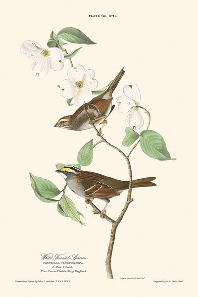 Weißkehlammer von John James Audubon, 1827