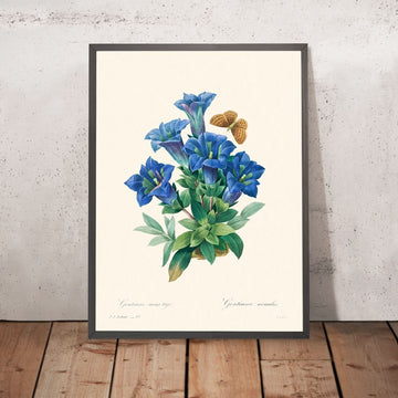 Gentiana Acaulis de Pierre-Joseph Redouté, 1802