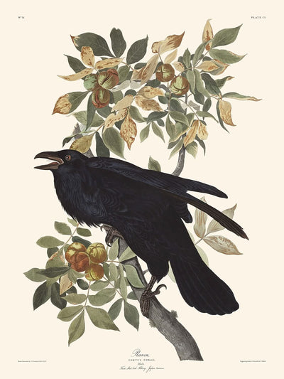 Cuervo de John James Audubon, 1827