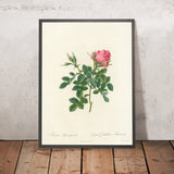 Rosa bifera pumila by Pierre Joseph Redouté, 1817