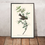 Pewee di legno di John James Audubon, 1827 