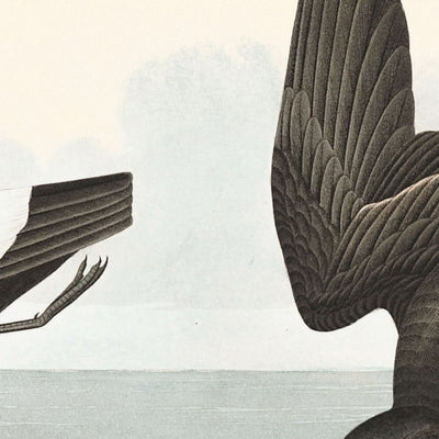 Least Stormy-Petrel by John James Audubon, 1827