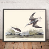 Il Falaropo di Wilson di John James Audubon, 1827 