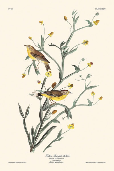 Gelbrote Poll-Warbler von John James Audubon, 1827 