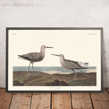 Bécasseau à longues pattes par John James Audubon, 1827