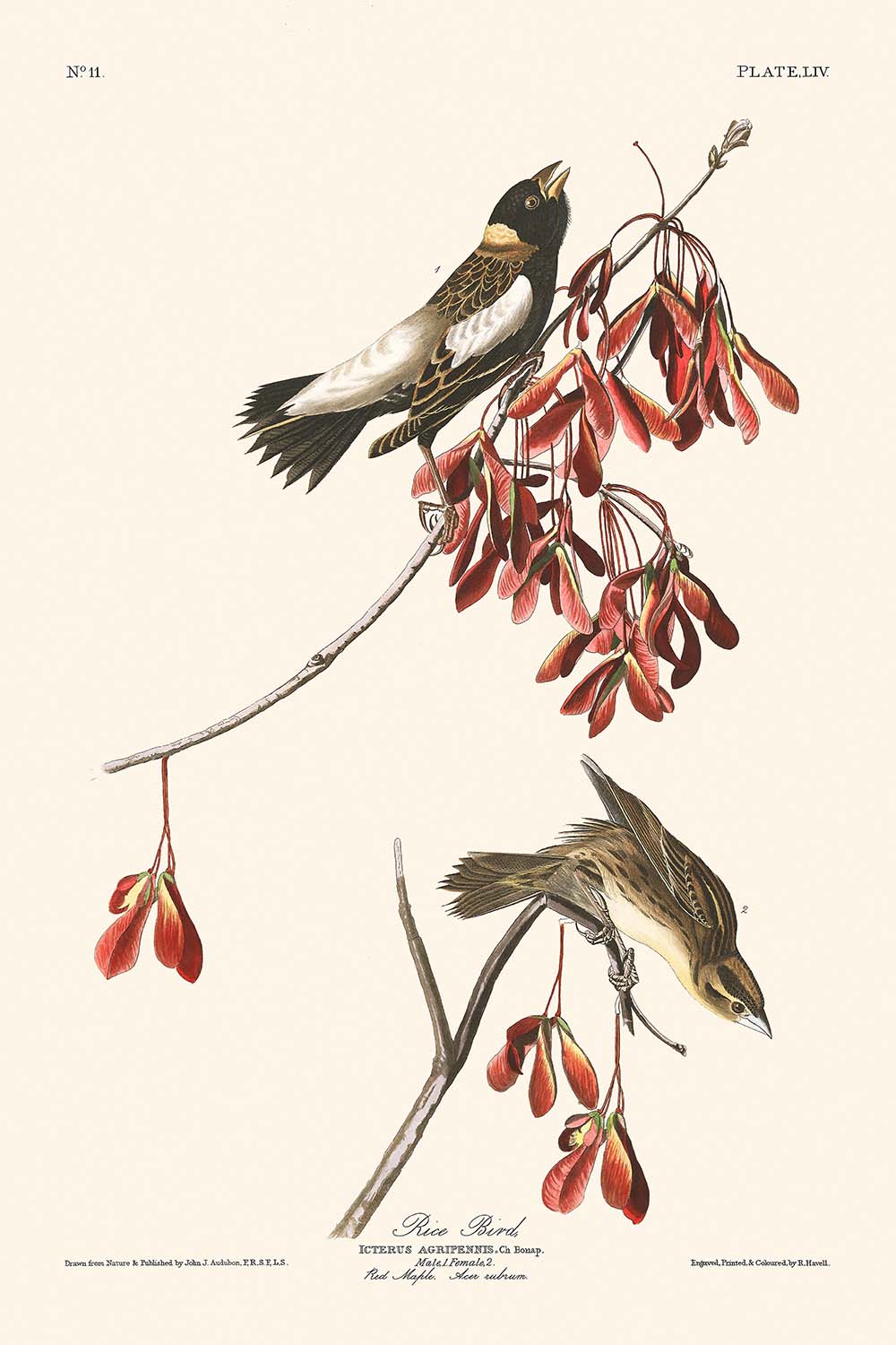 Rice Bird by John James Audubon, 1827