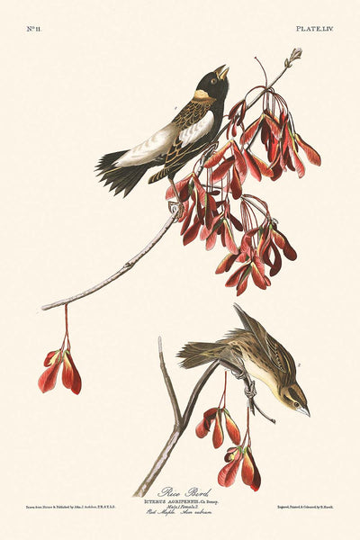 Rice Bird by John James Audubon, 1827