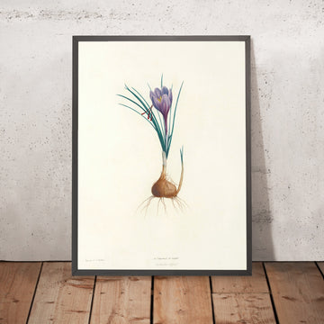 A framed image of Saffron Crocus (Crocus sativus, Plate 4) by Pierre Joseph Redouté, 1805