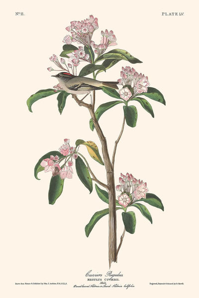 Roitelet de Cuvier par John James Audubon, 1827