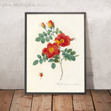 Rosa eglanteria var. punicea by Pierre Joseph Redouté, 1817