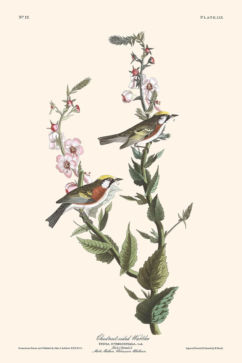 Kastanien-Waldsänger von John James Audubon, 1827