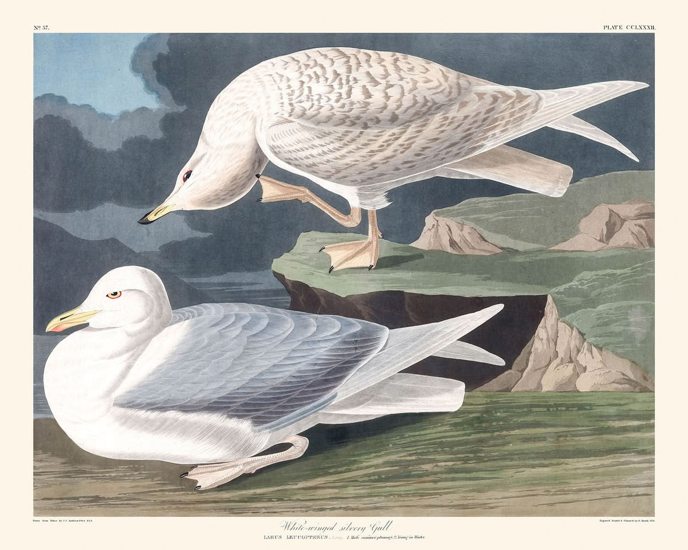 Gaviota plateada de alas blancas, de John James Audubon, 1827