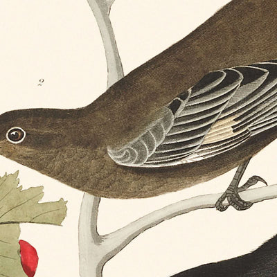 Kleine Braune Drossel Ptiliogony's Townsendi Kanada Jay von John James Audubon 1827 