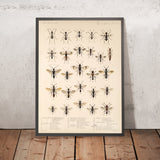 Ants, Wasps and Bees (Hymenoptera, Plate 19) by Frederick DuCane Godman, 1879