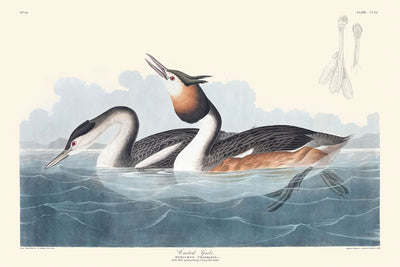 Crested Grebe by John James Audubon, 1827