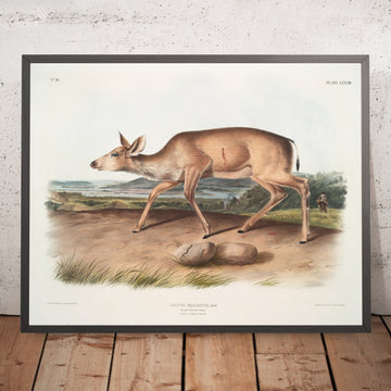 A framed image of 