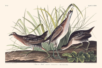 Sora, or Rail by John James Audubon, 1827