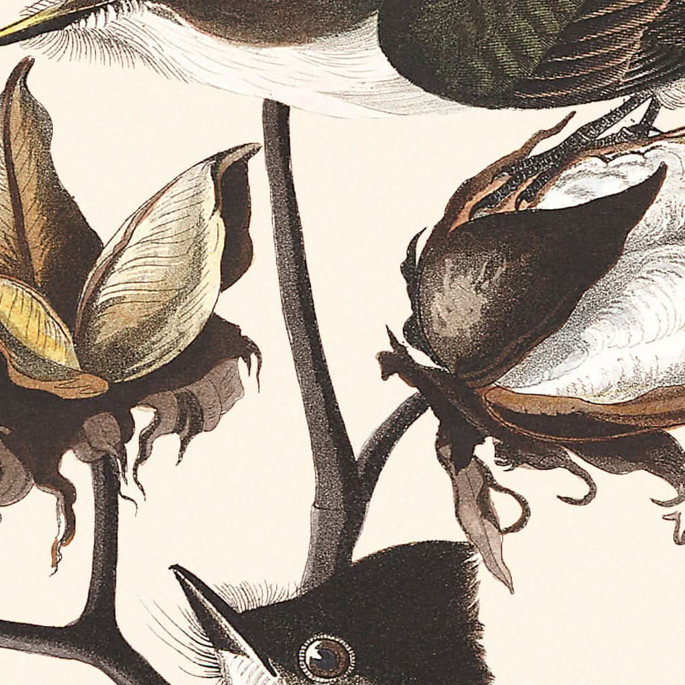 Moucherolle de Pewit par John James Audubon, 1827