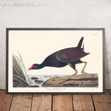 Gemeine Gallinule von John James Audubon, 1827 