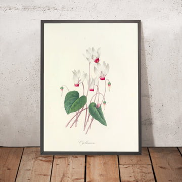 A framed image of Cyclamen (Plate 29) by Pierre Joseph Redouté, 1827