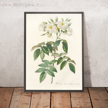 A framed image of Semi-Double Musk Rose (Rosa moschata) by Pierre Joseph Redouté, 1817
