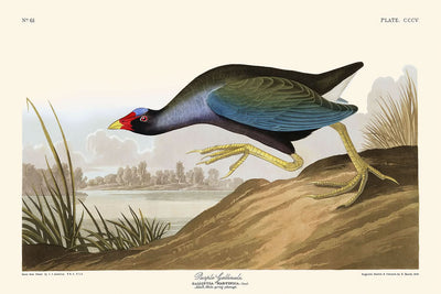 Gallineta púrpura, de John James Audubon, 1827