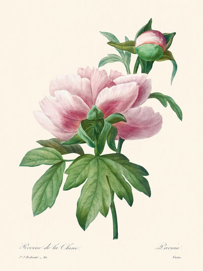 Peonía rosa de Pierre-Joseph Redouté, 1802