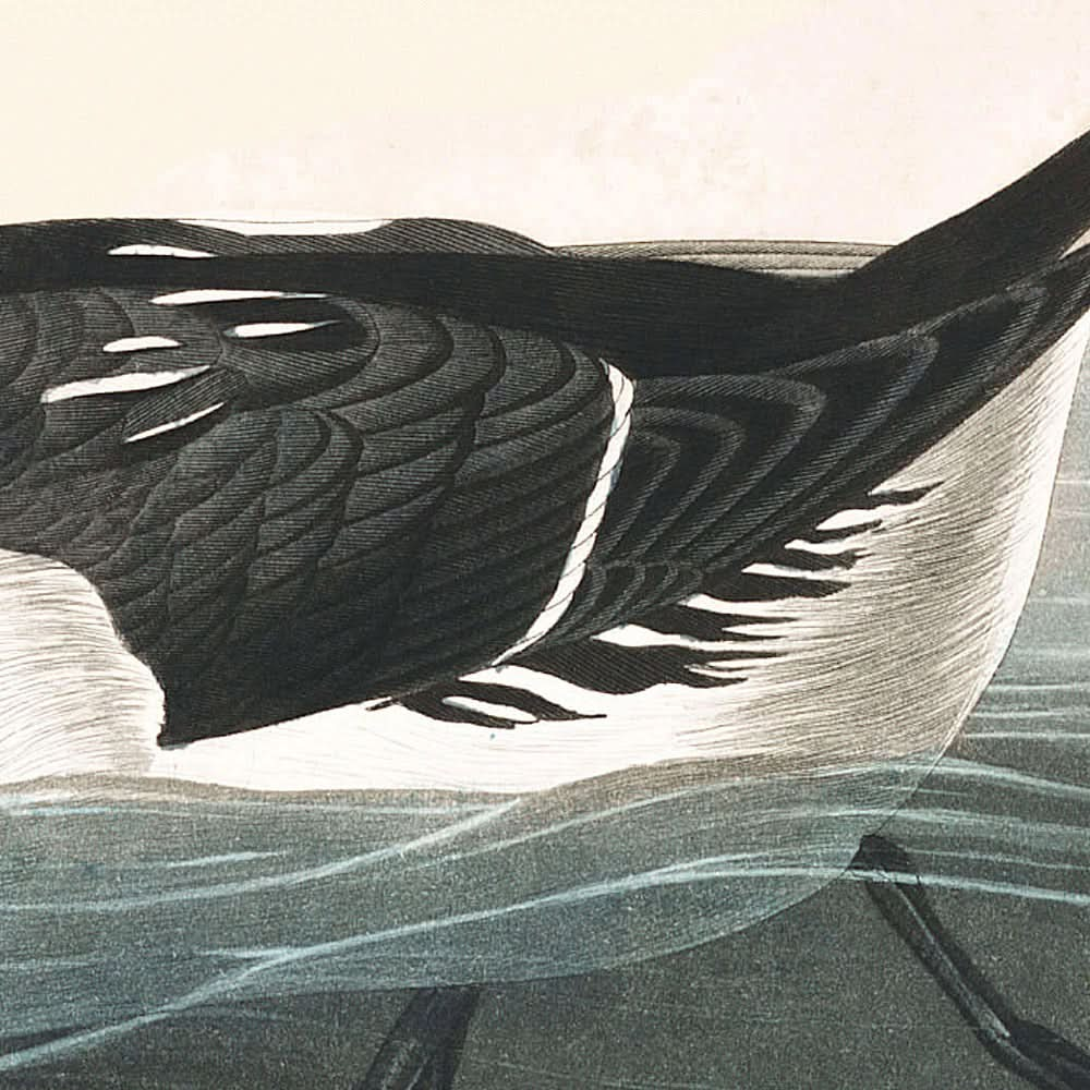 Pingouin nain de John James Audubon, 1827