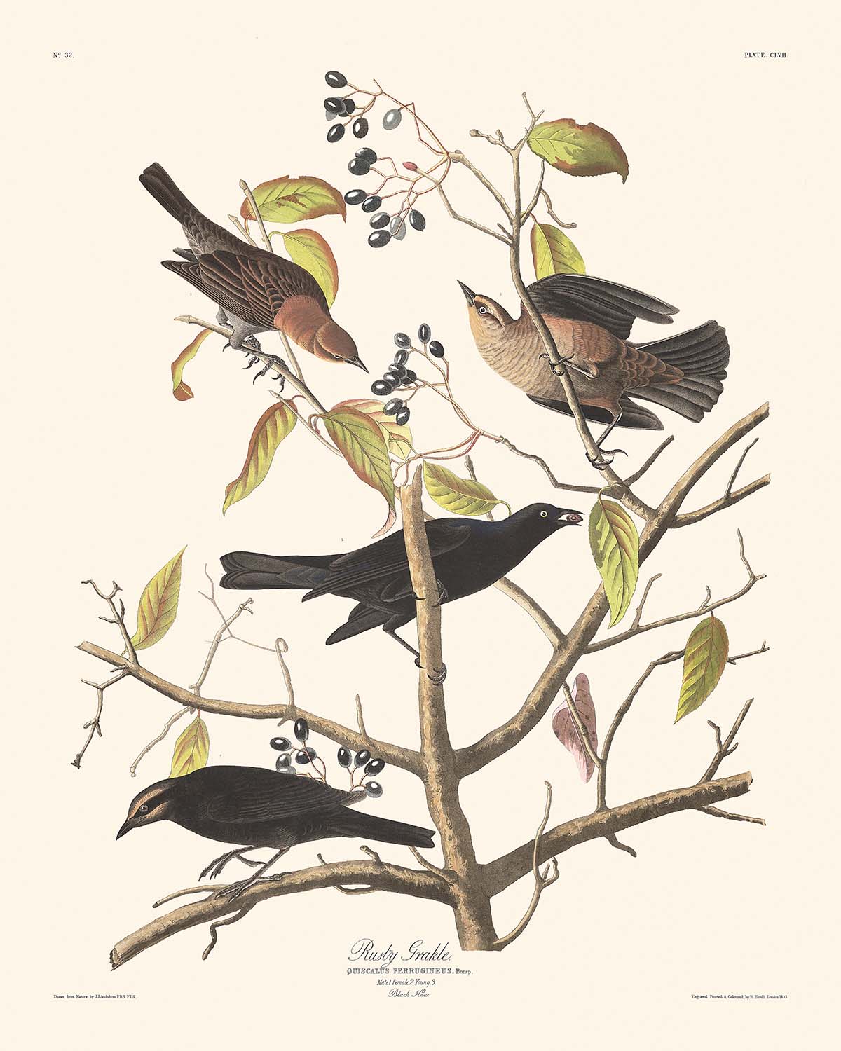 Rusty Grakle by John James Audubon 1827