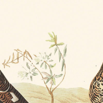 Urogallo silvestre o perdiz nival grande, de John James Audubon, 1827