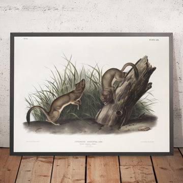 A framed image of 