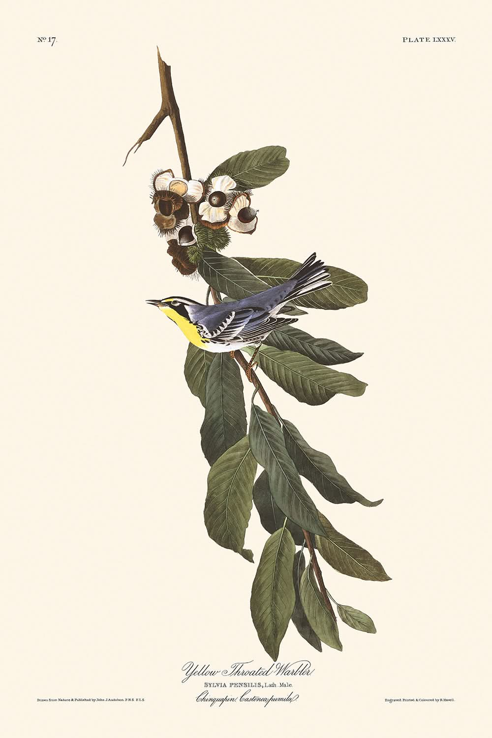 Paruline à gorge jaune par John James Audubon, 1827