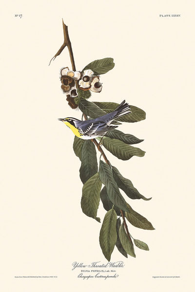 Reinita de garganta amarilla, de John James Audubon, 1827