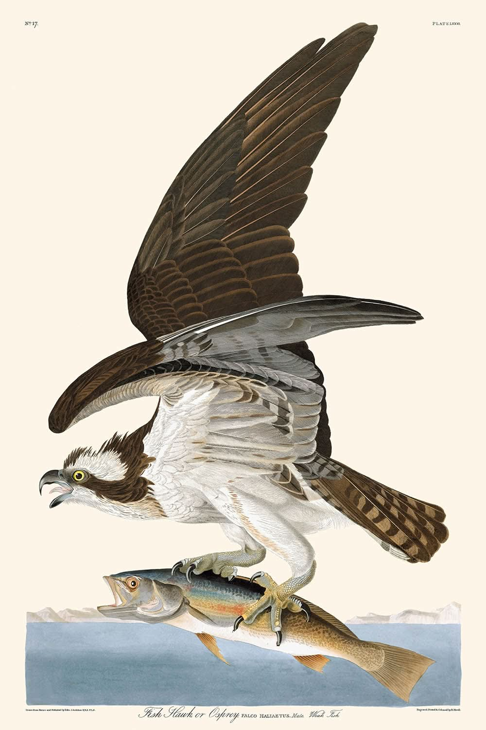 Le faucon pêcheur ou balbuzard pêcheur par John James Audubon, 1827