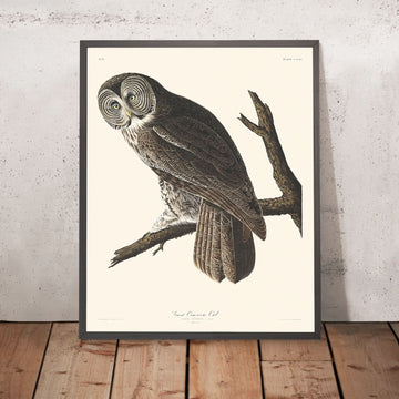 Großer Cinereous Owl von John James Audubon, 1827 