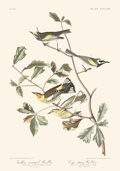 Goldflügel-Waldsänger und Kap-May-Waldsänger von John James Audubon, 1827