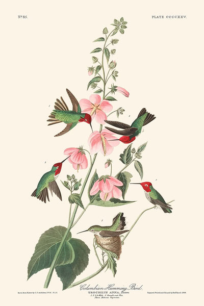 Colibrí colombiano, de John James Audubon, 1827